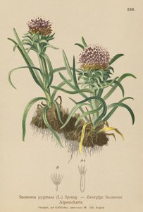 ピグミーサスレア（Saussurea pygmaea） 作： German School