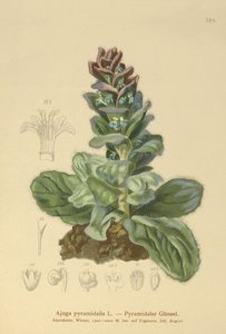 ピラミッド型ビューグル（Ajuga pyramidalis） 作： German School