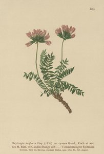 ピレネーミルクベッチ（Oxytropis無視、Oxytropisダークブルー、Oxytropis Gaume、Oxytropis Albans、Oxytropis Caucasian、Oxytropis pyrenaica、Astragalus pyrenaicum） 作： German School