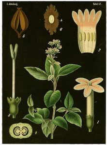 キニーネの木（シンコナカリサヤ）c.1890（クロモリソグラフ） 作： German School