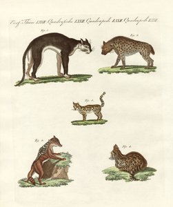 猛獣