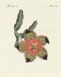 アフリカの希少な植物（彩色済み彫刻 作： German School