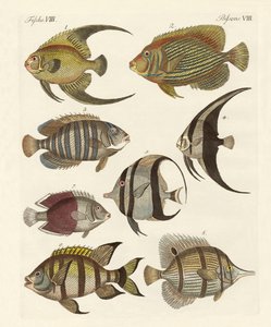 珍しいインドの魚 作： German School