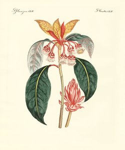 珍しい中国の植物（彩色彫刻