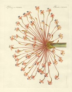 希少な観賞用植物（彩色済み彫刻 作： German School
