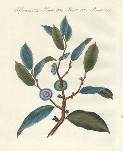 珍しい観葉植物 作： German School