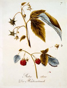 ヨハン・ダニエル・フォン・レイターによるドイツの野生の花の本からのイラストであるラズベリーは、c.1803-5を出版した