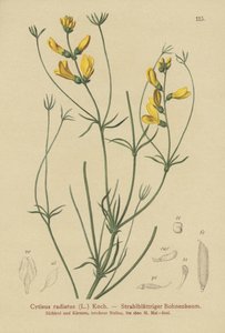 すりほうき（Cytisus radiatus、Cytisanthus radiatus、Genista radiata） 作： German School