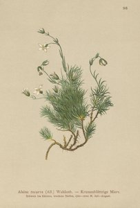 Recurved Sandwort（Alsine recurva、Minuartia recurva） 作： German School
