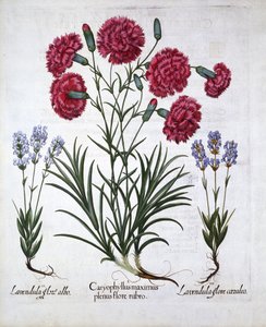 赤いカーネーションとラベンダー、Hortus Eystettensis、Basil Besler（1561-1629）、パブ。 1613（手塗りの彫刻） 作： German School