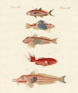 赤い魚 作： German School