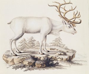 トナカイ（Cervus tarandus）、Johann Christian Daniel von Schreber（1739-1810）著「Mammals illustrated from Nature with descriptions」より、I Nufsbiegelによる彫刻、第5巻、表248-C、ドイツ