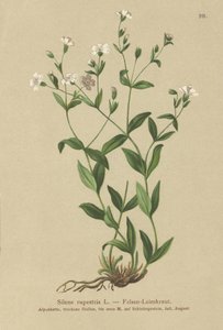 ロックカンピオン（Silene rupestris） 作： German School