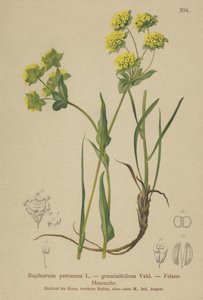 イワシの耳（Bupleurum petraeum、Bupleurum graminifolium） 作： German School
