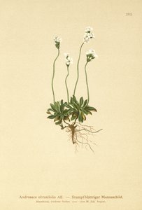 ロックジャスミン（Androsace obtusifolia）