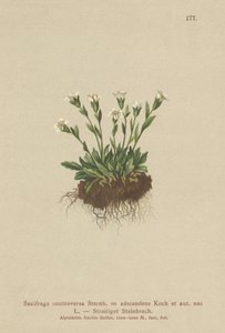 Rock Saxifrage（Saxifraga controversa、Saxifraga adscendens）