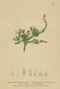 Rock Stitchwort（Alsine rupestris、Alsine lanceolata、Minuartia rupestris） 作： German School