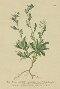 ロッククレス（Braya dentata、Braya pinnatifida、Murbeckiella pinnatifida、Arabette pennatifide、Grass Jackdaw pennatifida）