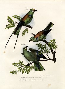 ローラー、1864