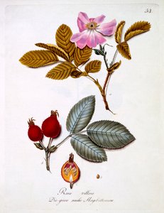 ヨハン・ダニエル・フォン・レイターによるドイツの野生の花の本からのイラストであるローザ・ビロサは、c.1803-5を出版しました