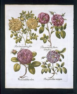 バラ、Hortus Eystettensisby Basil Besler（1561-1629）pubのプレート95。 1613（手描きの彫刻） 作： German School