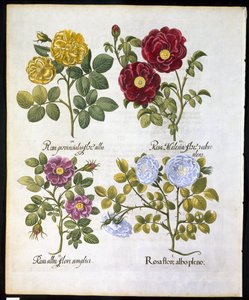 バラ、1613年のバジルベスラー（1561-1629）パブによるHortus Eystettemsisのプレート96（手描きの彫刻） 作： German School