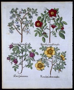 バラ、プレート98、Hortus EystettensisによるBasil Besler（1561-1629）pub。 1613（手描きの彫刻） 作： German School