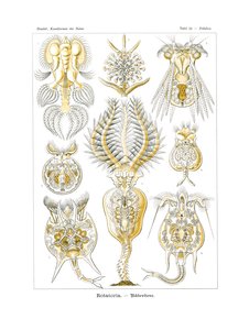 ラウンドアバウト、1899-1904