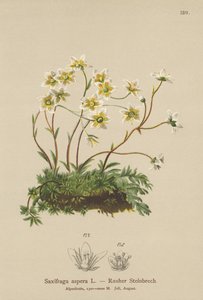 大まかなSaxifrage（Saxifraga aspera） 作： German School