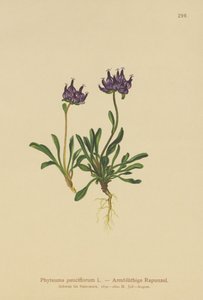 丸頭のランピオン（Phyteuma pauciflorum、Rapunculus pauciflorus、Phyteuma globulariifolium） 作： German School