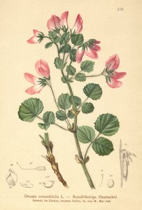 ラウンドリーブドRestharrow（Ononis rotundifolia、Ononis tribracteata） 作： German School