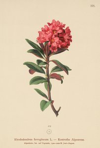 さびた葉のアルペンローズ（Rhododendron ferrugineum） 作： German School