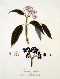 Sambucus Ebulus、Johann Daniel von Reitter著「A Comprehensive Work on All Species of Wood」（1803-05年刊）より（カラー彫刻）。 作： German School
