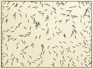 水道水中の細菌のサンプルc.1890（カラークロモリソグラフ） 作： German School