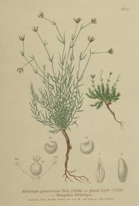 Sandwort（Moehringia glaucovirens、Möhringiaglaucovirens、Möhringiaglauca、Moehringia glauca、Arenaria glaucovirens） 作： German School