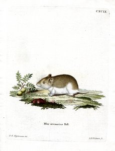 Sandy Mole Rat (彩色済み彫刻) 作： German School