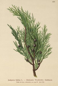 サビンジュニパー（Juniperus Sabina） 作： German School