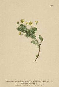 Saxifraga（Saxifraga aphylla、Saxifraga stenopetala） 作： German School