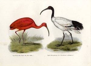 Scarlet Ibis、1864 作： German School