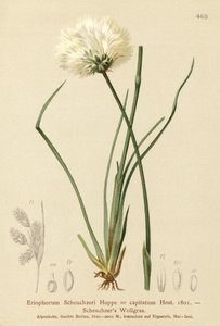 Scheuchzers綿草（Eriophorum Scheuchzeri、Eriophorum capitatum） 作： German School