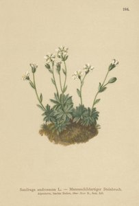 Scree Saxifrage（Saxifraga androsacea）