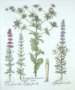 海のホリーとHortus Eystettensisからの3種類のヒソップ、バジルベスラー（1561-1629）、パブ。 1613（手塗りの彫刻） 作： German School