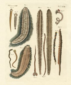 海水魚（彩色済み彫刻 作： German School