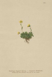 Seguieris Saxifrage（Saxifraga Seguieri） 作： German School