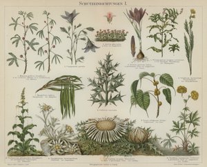 植物の自己防衛反応（カラーリトグラフ 作： German School