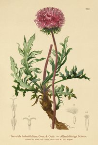 セラトゥラ（Serratula heleniifolium） 作： German School
