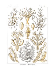 セルトゥラリア、1899-1904