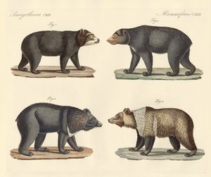 数匹のクマが見つかった（彩色済みの彫刻 作： German School