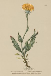 シャギーホークウィード（Hieracium villosum） 作： German School
