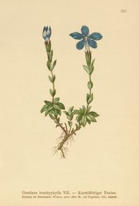 短い葉のリンドウ（Gentiana brachyphylla） 作： German School